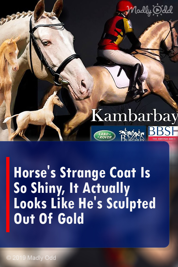 Horse\'s Strange Coat Is So Shiny, It Actually Looks Like He\'s Sculpted Out Of Gold