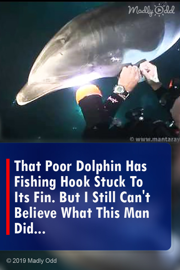 That Poor Dolphin Has Fishing Hook Stuck To Its Fin. But I Still Can\'t Believe What This Man Did...