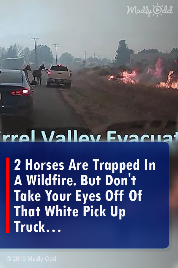 2 Horses Are Trapped In A Wildfire. But Don\'t Take Your Eyes Off Of That White Pick Up Truck…