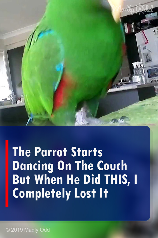 The Parrot Starts Dancing On The Couch But When He Did THIS, I Completely Lost It