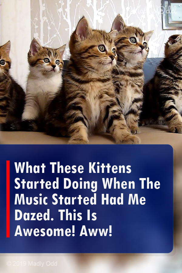 What These Kittens Started Doing When The Music Started Had Me Dazed. This Is Awesome! Aww!