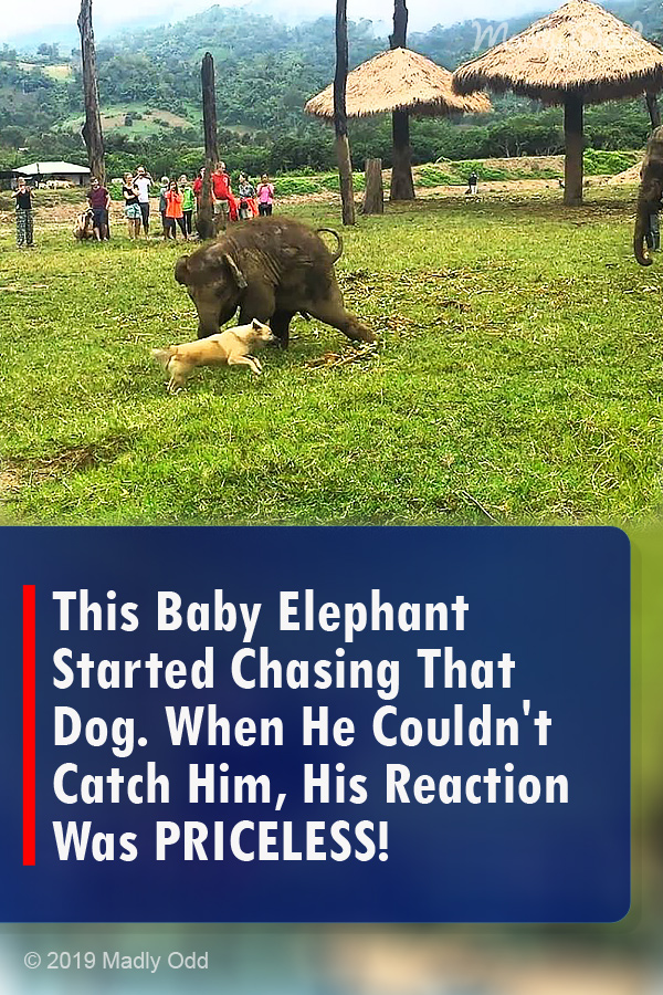 This Baby Elephant Started Chasing That Dog. When He Couldn\'t Catch Him, His Reaction Was PRICELESS!