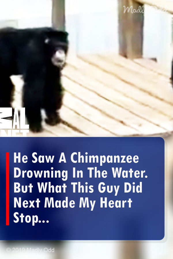 He Saw A Chimpanzee Drowning In The Water. But What This Guy Did Next Made My Heart Stop...