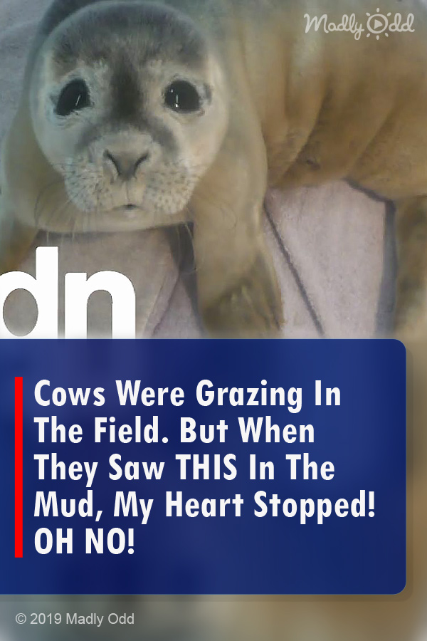 Cows Were Grazing In The Field. But When They Saw THIS In The Mud, My Heart Stopped! OH NO!
