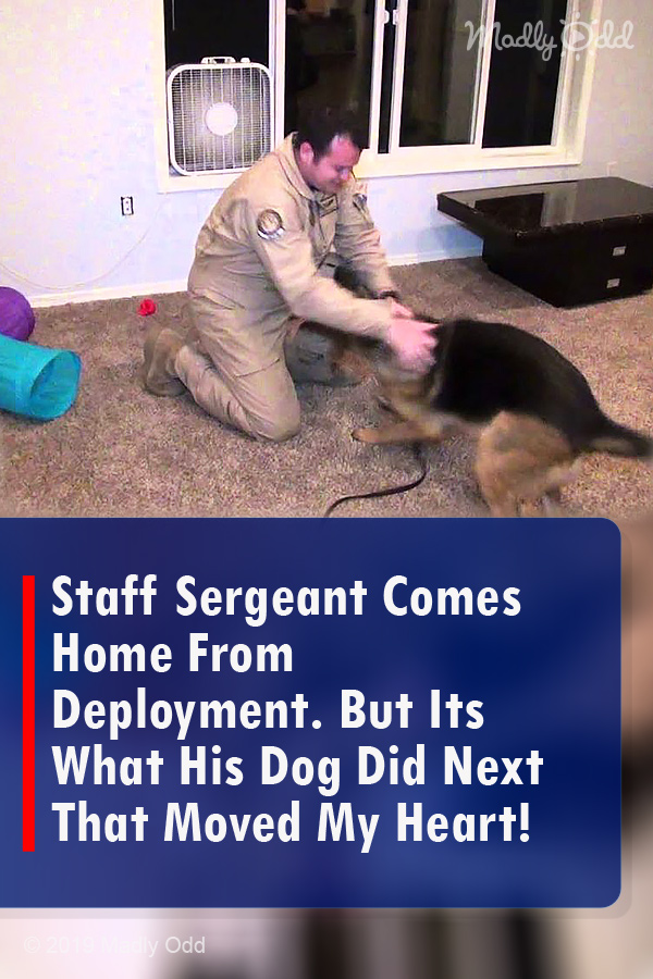 Staff Sergeant Comes Home From Deployment. But Its What His Dog Did Next That Moved My Heart!