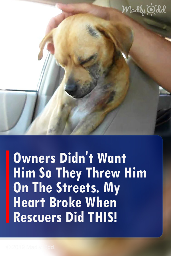 Owners Didn\'t Want Him So They Threw Him On The Streets. My Heart Broke When Rescuers Did THIS!