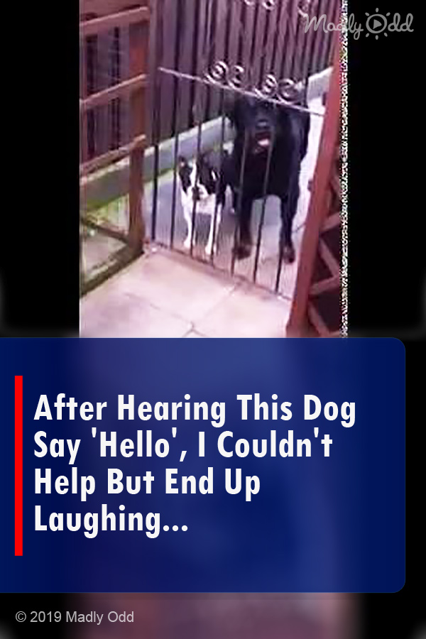 After Hearing This Dog Say \'Hello\', I Couldn\'t Help But End Up Laughing...