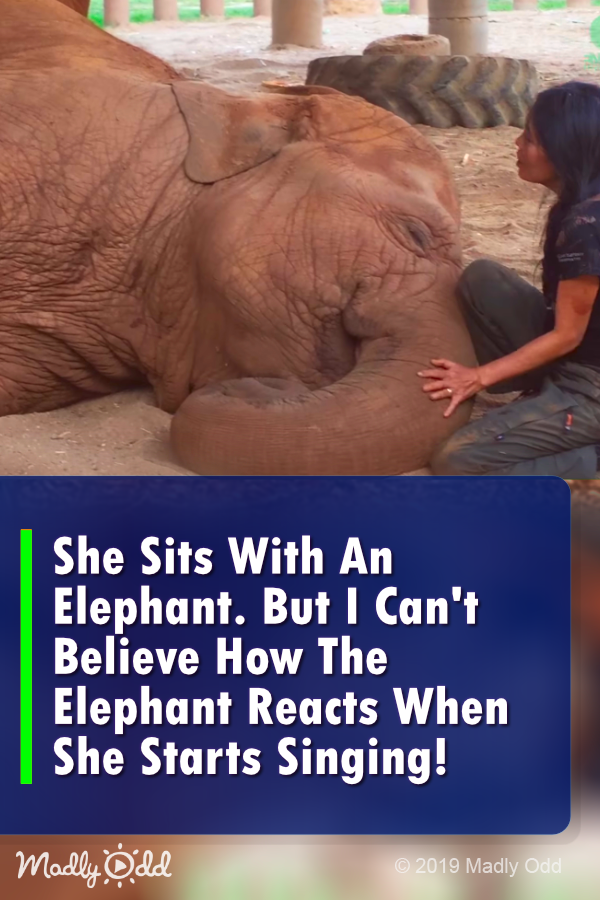 She Sits With An Elephant. But I Can\'t Believe How The Elephant Reacts When She Starts Singing!