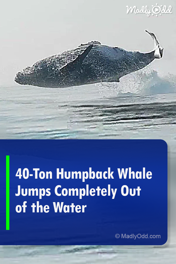 40-Ton Whale Filmed Jumping Completely Out Of The Water
