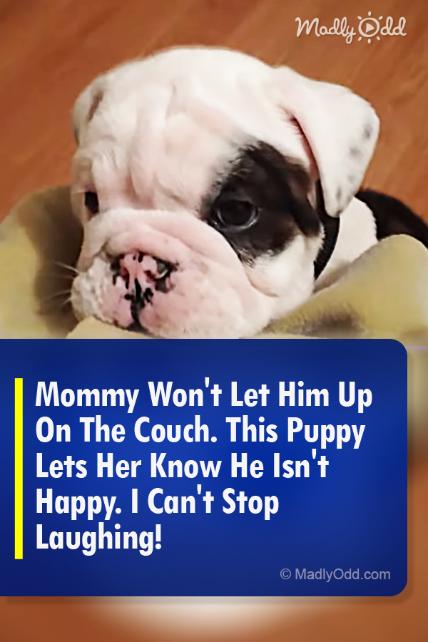 Mommy Won\'t Let Him Up On The Couch. This Puppy Lets Her Know He Isn\'t Happy. I Can\'t Stop Laughing!