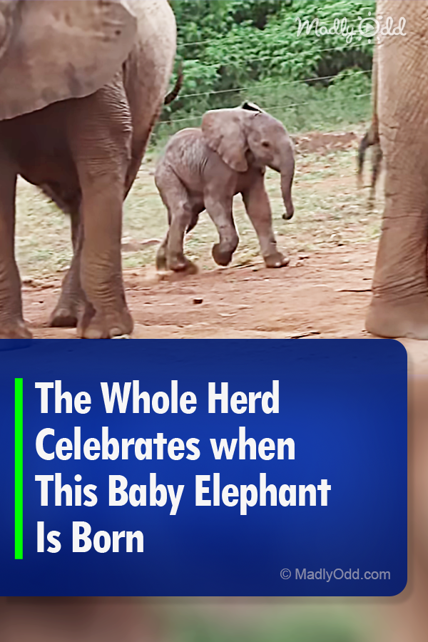 The Whole Herd Celebrates when This Baby Elephant Is Born