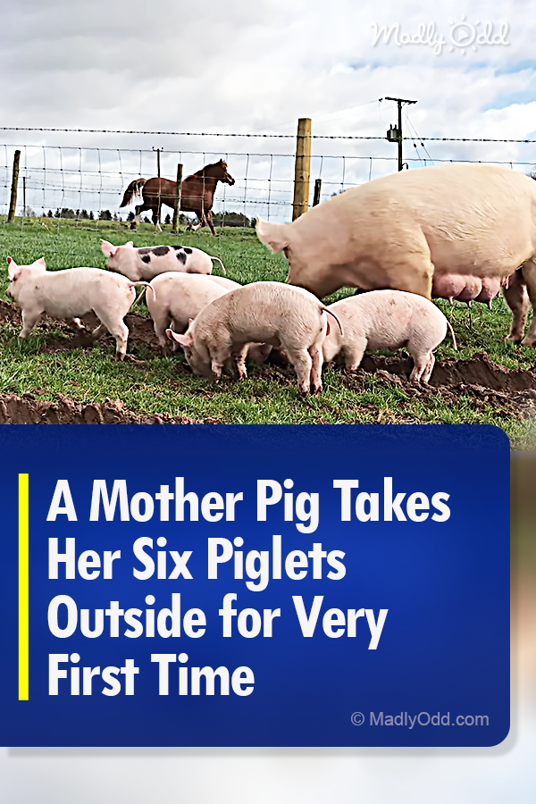 A Mother Pig Takes Her Six Piglets Outside for Very First Time