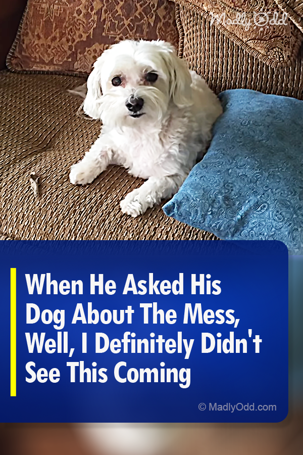 When He Asked His Dog About The Mess, Well, I Definitely Didn\'t See This Coming