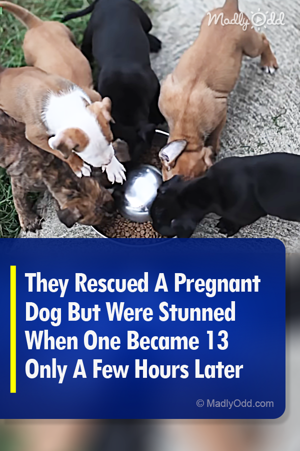 They Rescued A Pregnant Dog But Were Stunned When One Became 13 Only A Few Hours Later