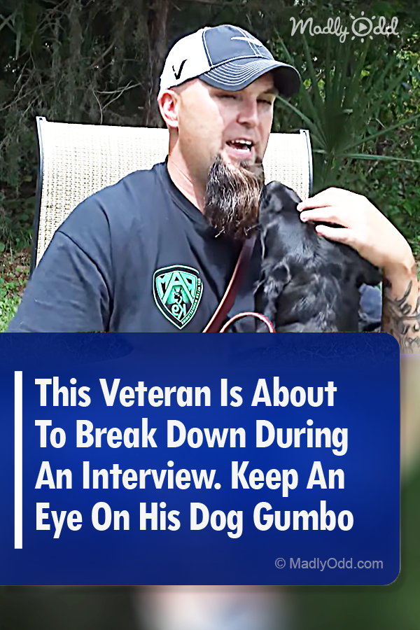 This Veteran Is About To Break Down During An Interview. Keep An Eye On His Dog Gumbo