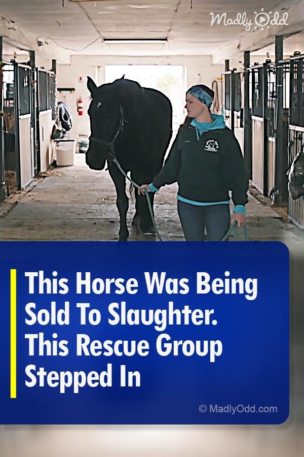 This Horse Was Being Sold To Slaughter. This Rescue Group Stepped In