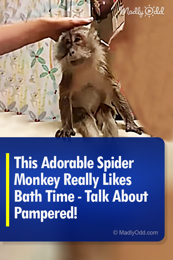 This Adorable Spider Monkey Really Likes Bath Time - Talk About Pampered!
