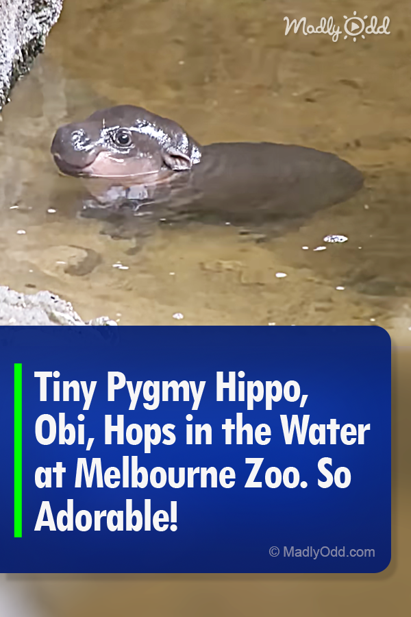 Tiny Pygmy Hippo, Obi, Hops in the Water at Melbourne Zoo. So Adorable!