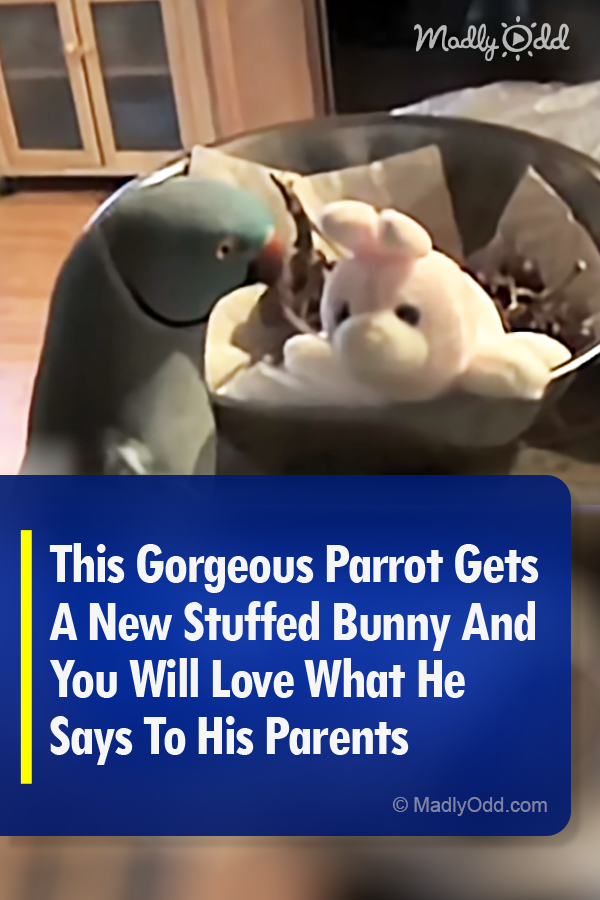 This Gorgeous Parrot Gets A New Stuffed Bunny And You Will Love What He Says To His Parents
