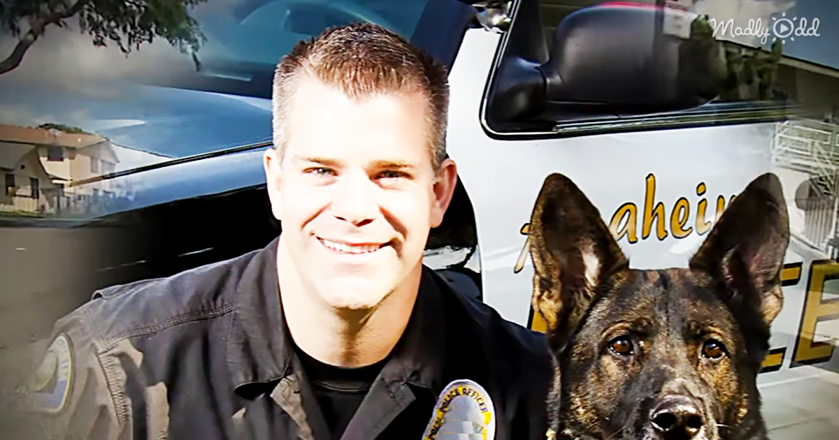 K9 Bruno took a bullet to his jaw protecting his partner, Officer RJ.