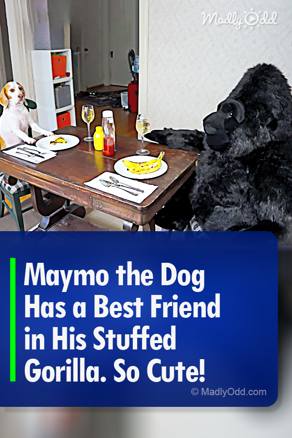 Maymo the Dog Has a Best Friend in His Stuffed Gorilla. So Cute!