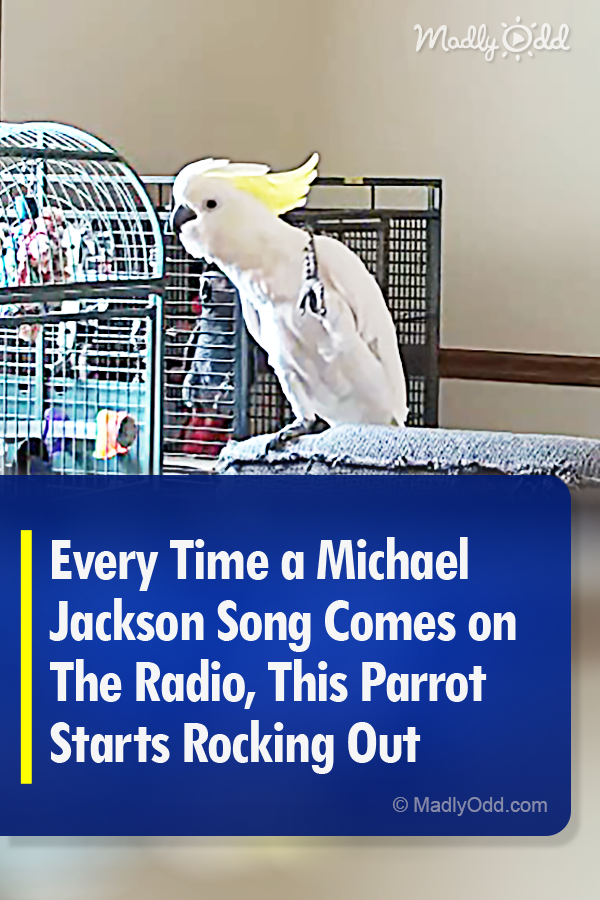 Every Time a Michael Jackson Song Comes on The Radio, This Parrot Starts Rocking Out
