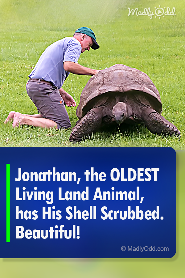 Jonathan, the OLDEST Living Land Animal, has His Shell Scrubbed. Beautiful!
