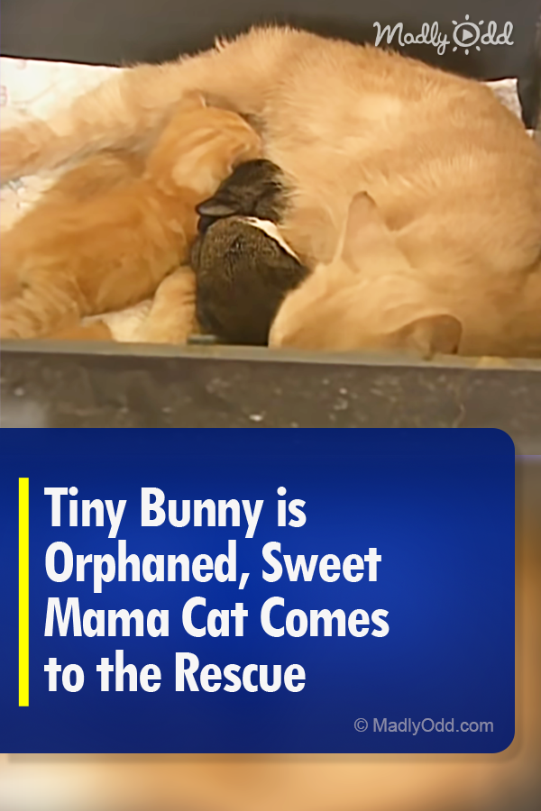 Tiny Bunny is Orphaned, Sweet Mama Cat Comes to the Rescue