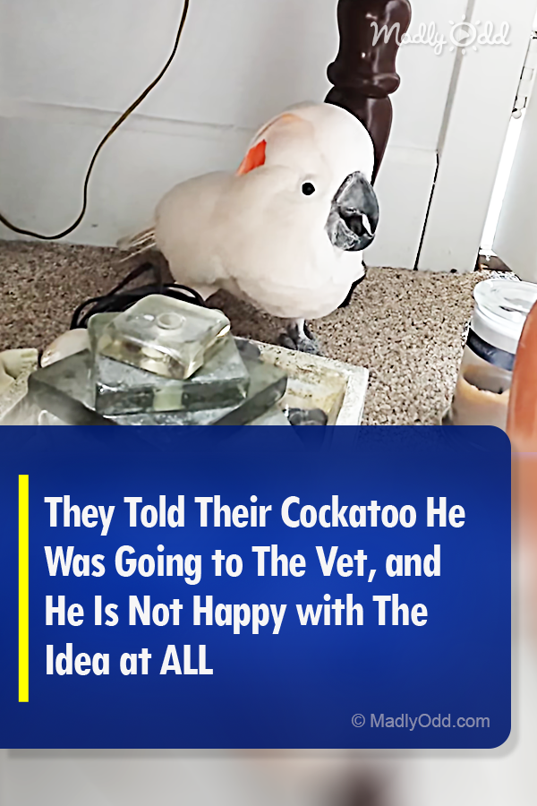 They Told Their Cockatoo He Was Going to The Vet, and He Is Not Happy with The Idea at ALL