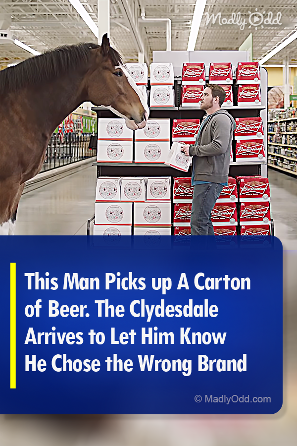 This Man Picks up A Carton of Beer. The Clydesdale Arrives to Let Him Know He Chose the Wrong Brand