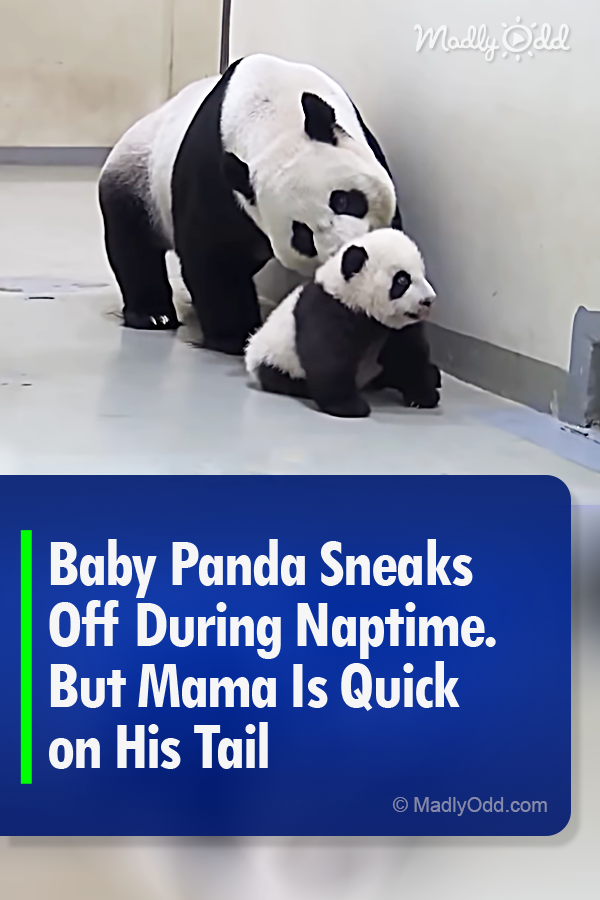 Baby Panda Sneaks Off During Naptime. But Mama Is Quick on His Tail