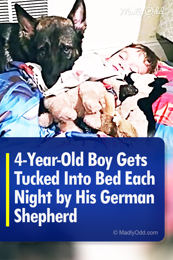 4-Year-Old Boy Gets Tucked Into Bed Each Night by His German Shepherd