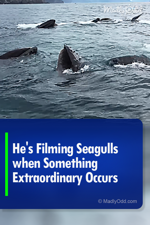 He\'s Filming Seagulls When Something Extraordinary Occurs