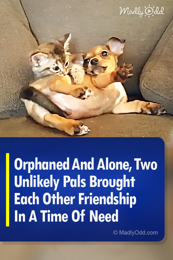 Orphaned And Alone, Two Unlikely Pals Brought Each Other Friendship In A Time Of Need