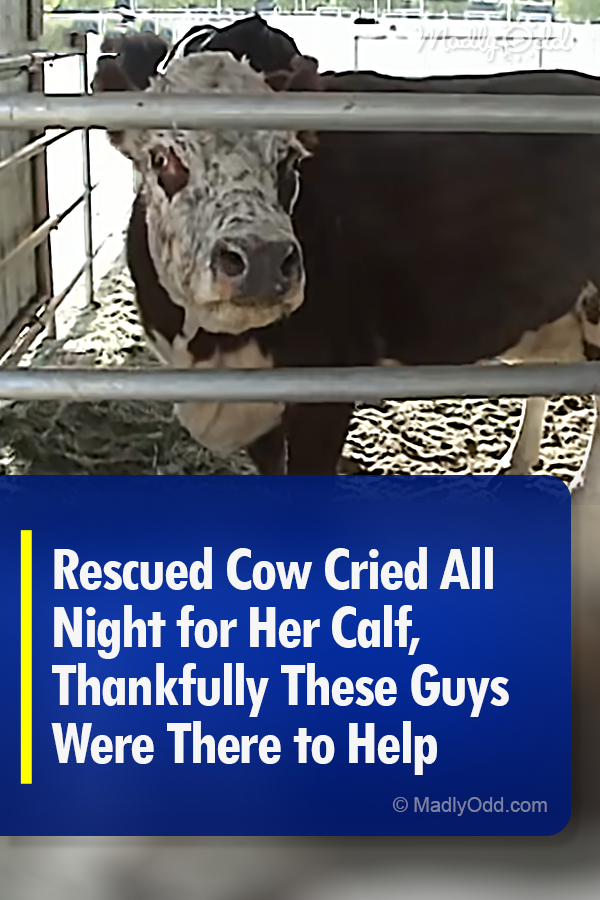 Rescued Cow Cried All Night for Her Calf, Thankfully These Guys Were There to Help