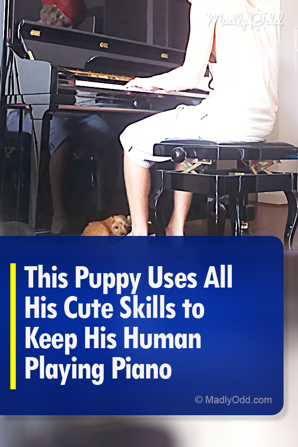 This Puppy Uses All His Cute Skills to Keep His Human Playing Piano