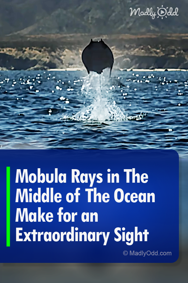 Mobula Rays in The Middle of The Ocean Make for an Extraordinary Sight