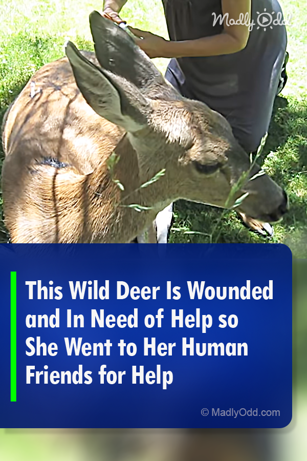 This Wild Deer Is Wounded and In Need of Help so She Went to Her Human Friends for Help