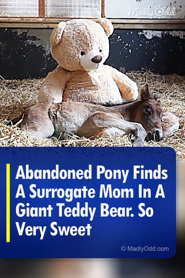 Abandoned Pony Finds A Surrogate Mom In A Giant Teddy Bear. So Very Sweet