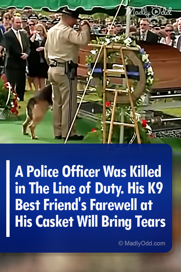 A Police Officer Was Killed in The Line of Duty. His K9 Best Friend\'s Farewell at His Casket Will Bring Tears
