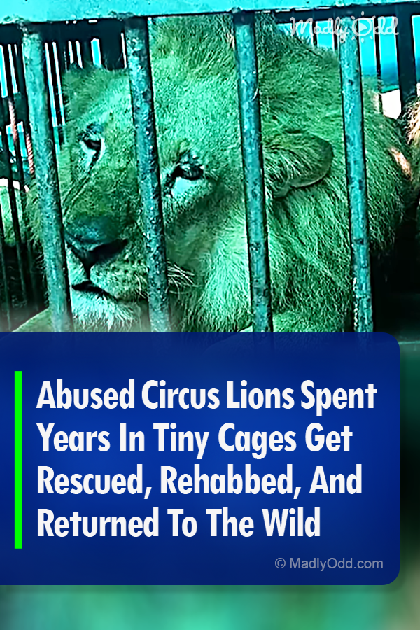 Abused Circus Lions Spent Years In Tiny Cages Get Rescued, Rehabbed, And Returned To The Wild