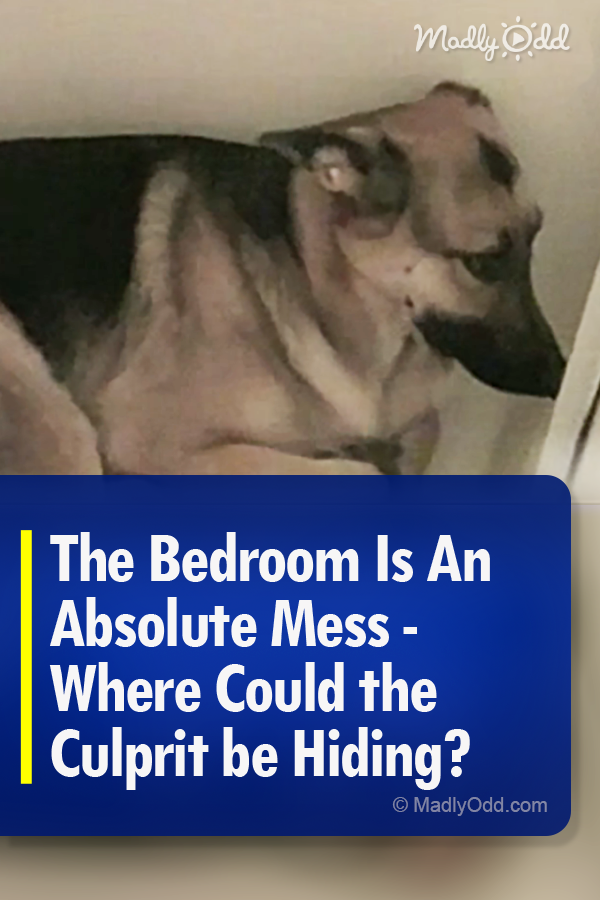 The Bedroom Is An Absolute Mess - Where Could the Culprit be Hiding?