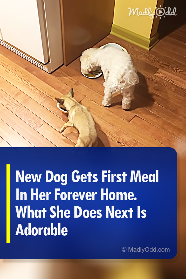 New Dog Gets First Meal In Her Forever Home. What She Does Next Is Adorable