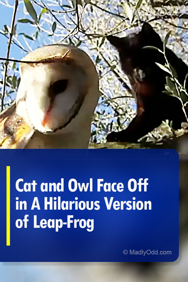 Cat and Owl Face Off in A Hilarious Version of Leap Frog