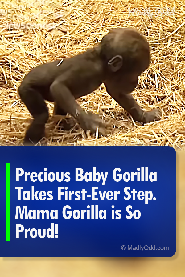 Precious Baby Gorilla Takes First Ever Step. Mama Gorilla is So Proud!