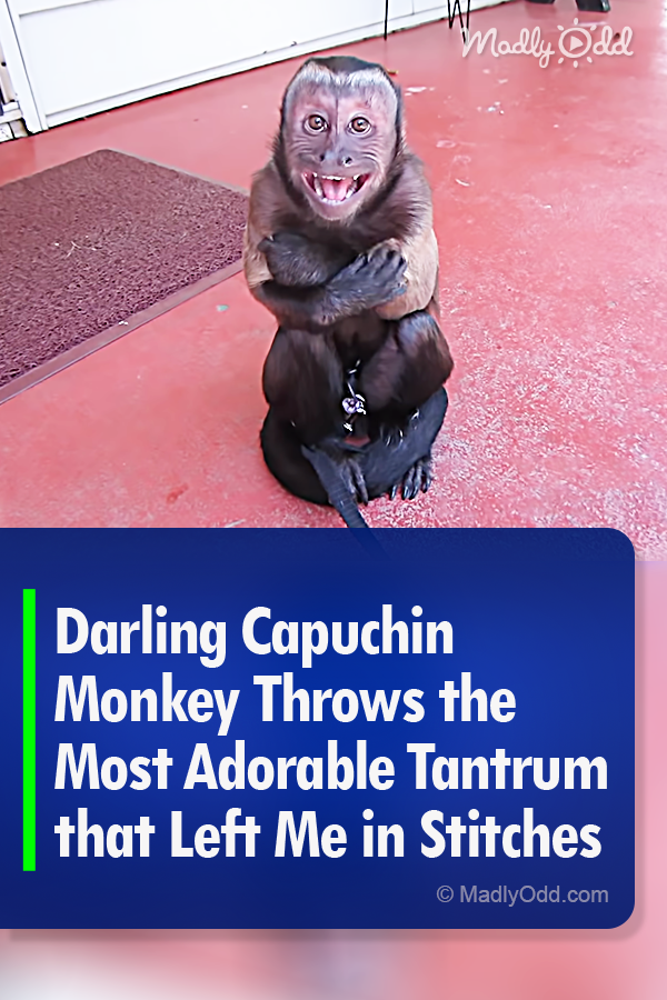 Darling Capuchin Monkey Throws the Most Adorable Tantrum that Left Me in Stitches