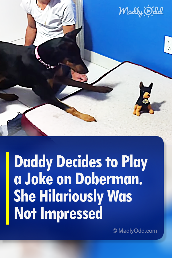 Daddy Decides to Play a Joke on Doberman. She Hilariously Was Not Impressed