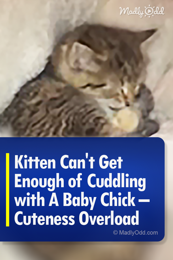 Kitten Can\'t Enough of Cuddling with A Baby Chick – Cuteness Overload