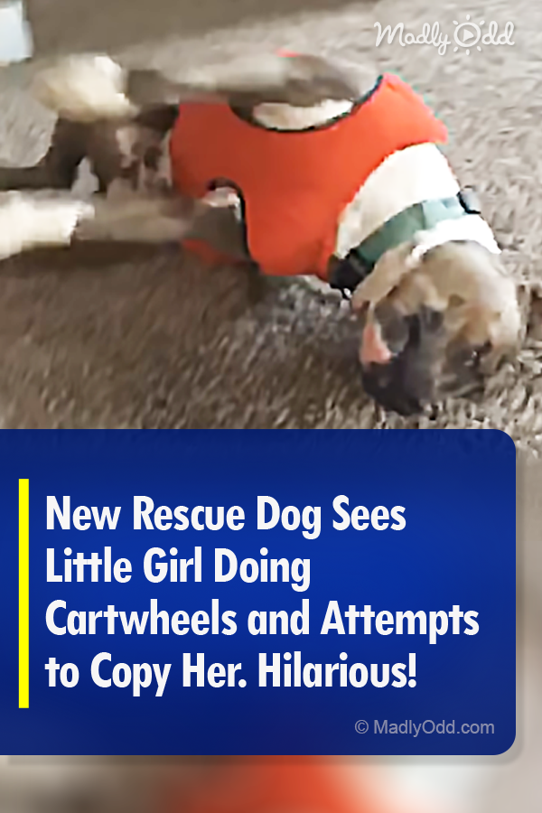 New Rescue Dog Sees Little Girl Doing Cartwheels and Attempts to Copy Her. Hilarious!