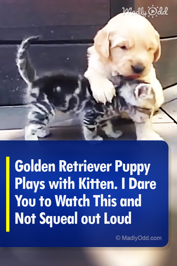 Golden Retriever Puppy Plays with Kitten. I Dare You to Watch This and Not Squeal out Loud